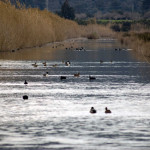 Parque natural de s'Albufera Mallorca