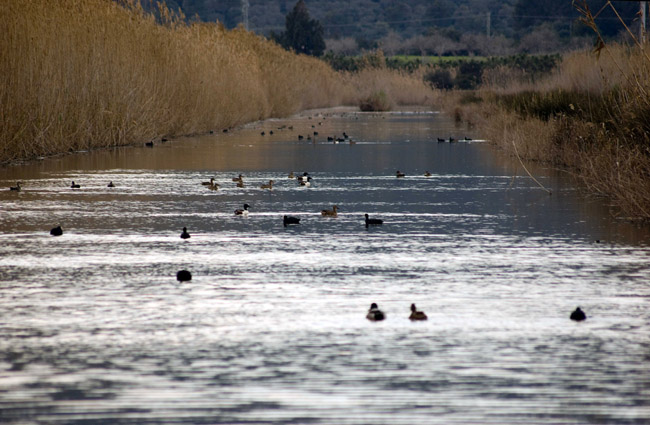 Parque natural de s'Albufera Mallorca